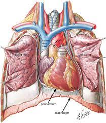 The heart pumps blood through the network of arteries. Anatomy Of The Human Heart Springerlink