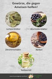 Gewurze Die Ameisen Von Ihrem Haus Fernhalten In 2020 Was Hilft Gegen Ameisen Haus Und Garten Blumen Fur Garten
