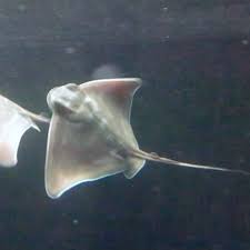 They are also known to as with other ray species, spotted eagle rays possess flat plates of teeth which are used to crush the. New Zealand Eagle Rays Astonish Aquarium With Mystery Births New Zealand The Guardian