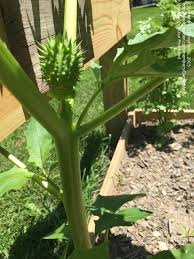 These 20 plants can add height variety and drama to the landscape. Plant Identification Closed Id Please Yellow Flowers Big Leaves Spike Balls 1 By Dannyplants