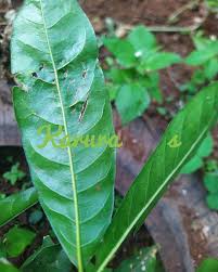 Image result for Deinbollia kilimandscharica