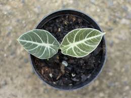 Check spelling or type a new query. How To Care For Alocasia Black Velvet Plant Index