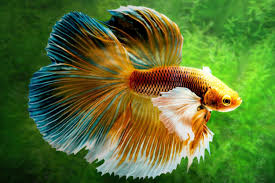 Bait can be made using manila clams, so make sure to stock up on them. 400 Betta Fish Names Pick The Best Name For Your Pet Fish Aquarium Fishes