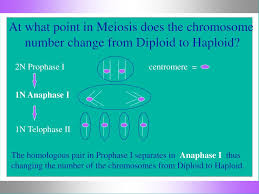 If a haploid set consists of two sets, it. Ppt Diploid To Haploid Powerpoint Presentation Free Download Id 260261