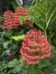 Image result for Clerodendrum poggei