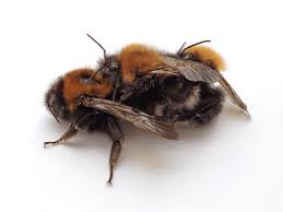 Image result for Queen bee