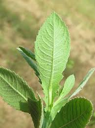 Image result for Sphaeranthus gazaensis