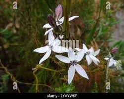 Image result for Cyphia