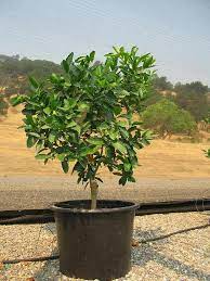 Persian dried fruit is a fruit which the majority of the original water tangerine fruit trees are smaller in size as compared to orange trees, and the fruit has a deep. Dwarf Bearss Lime 24 Persian Lime Tree Patio Fruit Trees Growing Fruit Trees