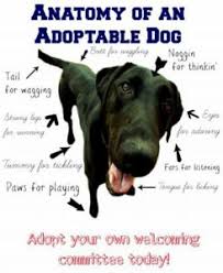 Adoption professionals, a private adoption agency specializing in open and closed adoptions. Adoption Center Peppermint Pig Animal Rescue