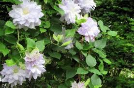 軽井沢レイクガーデン 雨粒きらきらの薔薇たち ぴきょログ 軽井沢でぐーたら生活 つる バラ ガーデン クレマチス