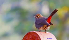 I have spotted a indian black robin bird (saxicoloidesfulicata) in bannerghatta national park during morning forest trekking. Birds Of Gujarat Large No Of Bird Collection And Species In Gujarat
