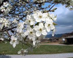 Check spelling or type a new query. Why You Should Cut Down Bradford Pear Trees Nashville Tree Conservation Corps
