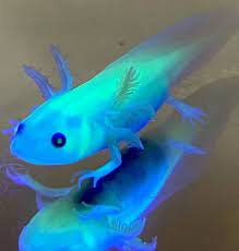 Now and before of aloe my golden albino axolotl. Axolotl Color Variations With Pictures Genetics Explained Care Guides For Pet Lizards