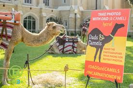 Texas (/ˈtɛksəs/, also locally /ˈtɛksɪz/), officially the state of texas, is a state in the south central region of the united states. Live Camels For Your Texas Event B3 Entertainment Productions Inc