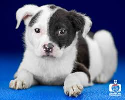 They advertise their dogs as being a rare breed and charge a premium. Labrador Retriever Dog For Adoption In Tupelo Ms Adn 822010 On Puppyfinder Com Gender Female Age Labrador Retriever Golden Retriever Labrador Dog Adoption