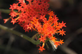 Image result for Kleinia fulgens