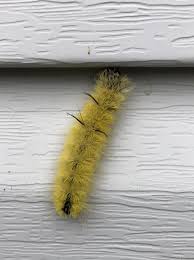 American Dagger Caterpillar, Cute—Not Cuddly | Writing Near the Lake