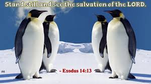 Standing Still Penguin Animals Penguin Pictures Penguin Images