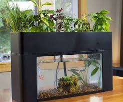 50 Marvelous Small Indoor Aquarium Ideas To Make Your House More Beautiful Aquaponics System Aquaponics Backyard Aquaponics