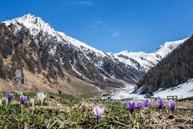 Über 163 ferienwohnungen & ferienhäuser inklusive bewertungen für den kurzen. Hintergrundbilder Landschaft Italien Himmel Schnee Winter Nationalpark Tal Wildnis Osterreich Alpen Fruhling Berglandschaft Krokus Baum Berg Blume Pflanze Wiese Abenteuer Osterreich Wildblume Bergige Landforms Gebirge Morane