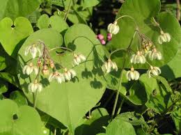 Image result for Pergularia daemia