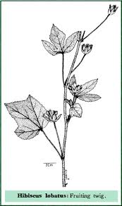 Image result for Hibiscus lobatus