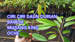 Ciri ciri pohon durian musang king bisa diketahui dari batang, bentuk daun hingga buahnya. Ciri Ciri Daun Durian Bawor Musang King Oche Youtube