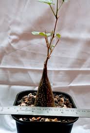 Image result for Gerrardanthus lobatus