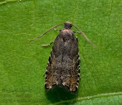 Image result for Cydia strobilella