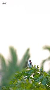 Clicked On Nikon D5300 70 300 Mm Zoom Lens Bird Photography Nikon D5300 Zoom Lens
