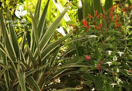 Image result for Dicliptera pumila