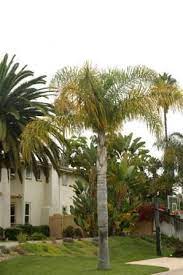 The Queen Palm Syagrus Romanzoffiana Care Use Palm Tree Care Queen Palm Tree Palm Trees