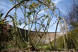 My Tiny Plot Blog Archive Roses At Sissinghurst Dream Garden Rosebush Cottage Garden