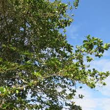 Image result for Trimeria