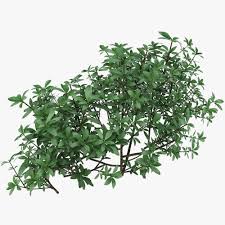 3d Model Small Bush Shrub 3d Model Bushes Shrubs Organic Gardening Books Garden Illustration