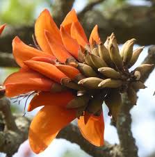Image result for Erythrina afra
