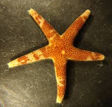 Image result for Eriosema pumilum