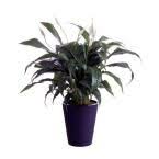 Waterwick 6 In Spathiphyllum Peace Lily In Self Watering Pot Spath6wwhd The Home Depot Low Light Plants Indoor Plants Low Light Self Watering Pots