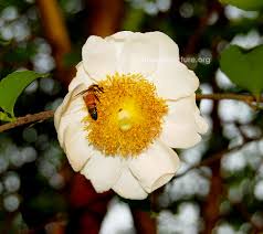 Image result for Oncoba