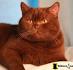 British Shorthair Colours and Patterns – Cuddleton British ...