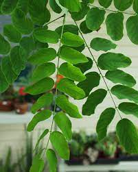 Robinia x ambigua 'purple robe'. Ufei Selectree A Tree Selection Guide