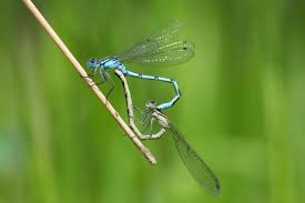 Black And Blue Dragonfly Uk Common Blue Damselfly British Damselfly Dragonfly Animal Of Scotland