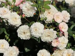 Our local artisan florists design and handcraft bouquets using the world's best flowers, and deliver them on demand in as little as an hour. Bodendecker Rose Little White Pet Beste Sorten Rosen Wissen