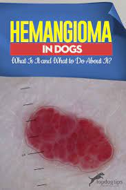 Hemangioma In Dogs What Is It And What To Do About It Top Dog Tips