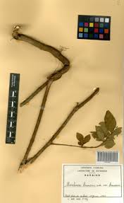 Image result for Mostuea brunonis