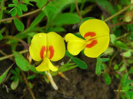 Image result for Smithia