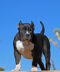 Bossys Blackmail Dogs Animals Bullying