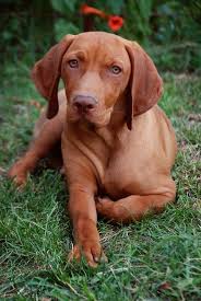 Vizsla Coole Hunde Hunde Gesunde Hunde