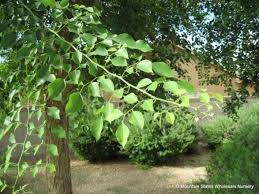 Image result for Dalbergia